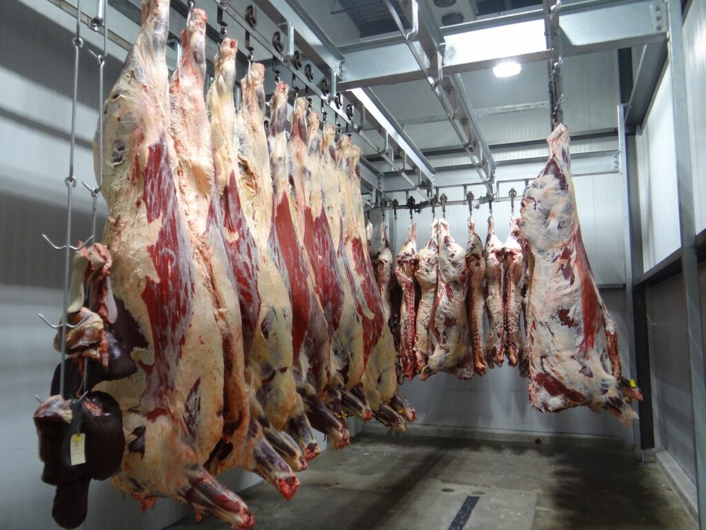 Beef hanging for processing