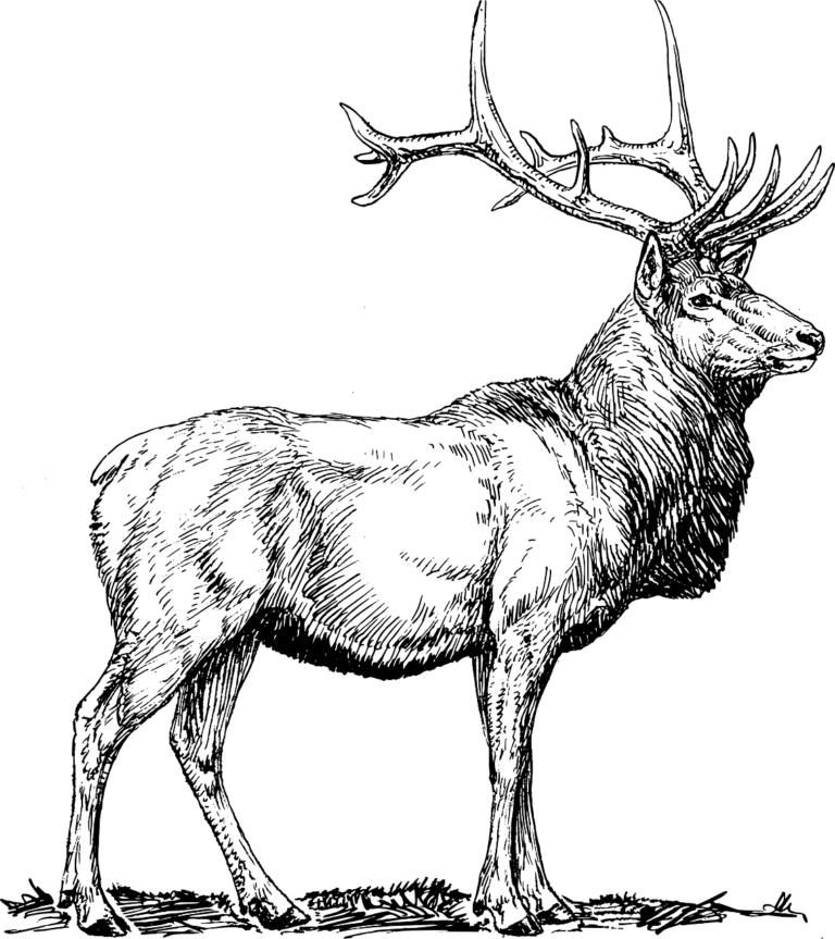 Wild Game Cut Sheet Coles Meat Processing